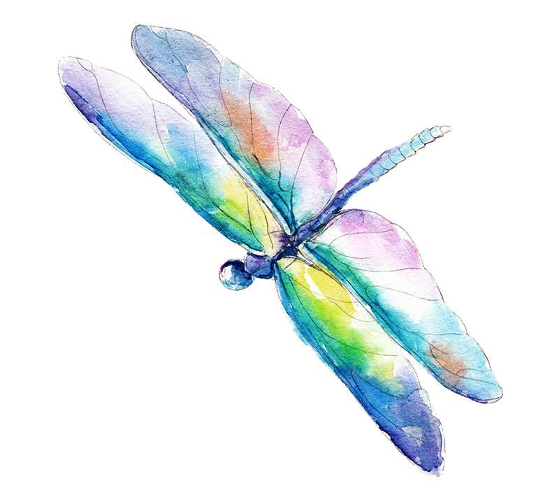 dragonfly relationship and sexuality support New Mexico